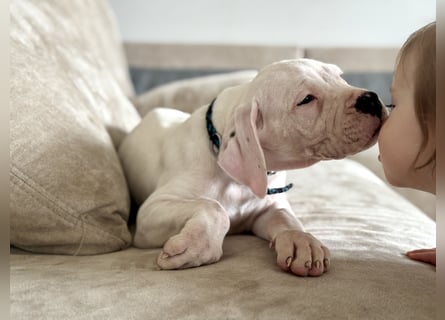 NEUE Welpen sind da.. die reinrassigen Dogo Argentinos mit Ahnenpass