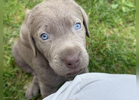 Labrador Welpen Arbeitslinie Silber Weiß Rüde Weibchen Düsseldorf NRW