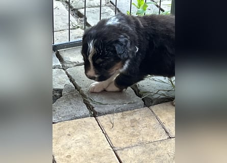 BernerSenne/ Australian Shepard