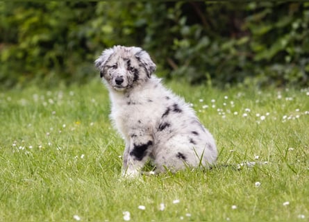Süße Border Collie -Mudi mix Welpen