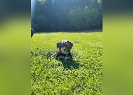 2 zuckersüße Maltipoo Welpen - Hündin
