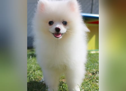 Zwergspitz Pomeranian Welpen in verschiedenen Farben mit Papieren