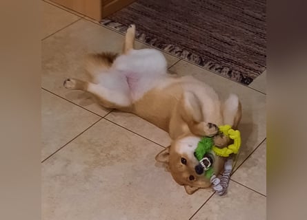 Erstklassige Shiba Inu Zucht in Sachsen