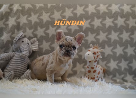 Bezaubernde  & Freiatmende Französische Bulldogge Babys auf Familiensuche