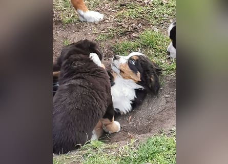 Berner Sennen Welpen