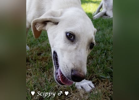 Marla, Scippy und Kea auf der Suche nach ihrer Familie