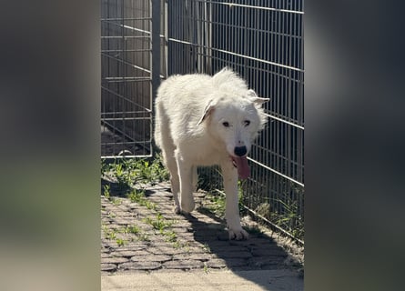 Die hübsche FIDES sucht ein liebevolles Zuhause