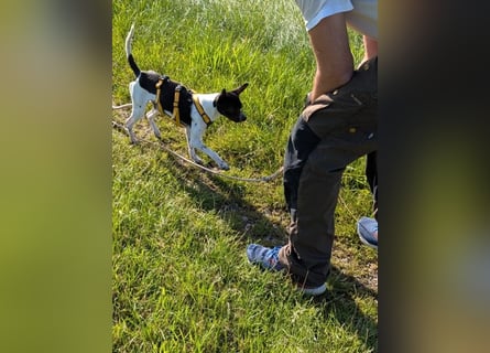 Floh: jetzt aber für immer