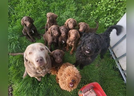 Welpen Labradoodle F1 Braun Könispudel x Labrador