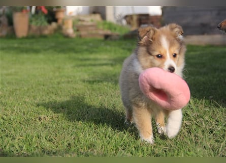 VDH Shelties / Sheltierüde sucht sein zu Hause