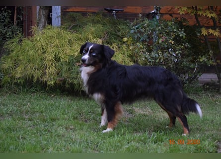 Mini Aussie Rüde ,7 Jahre alt!