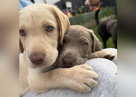 Labrador Welpen reinrassig Rüde Silber NRW Düsseldorf Köln Kleinanzeige