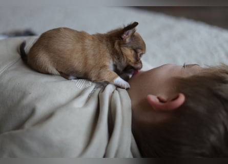 Supersüßes Mini Chihuahua Mädchen