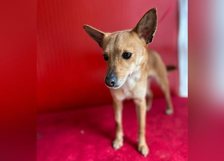 (R) ❤️ zarte kleine SZANDY - 4 Jahre, 32cm/4,2kg - Zwergpinscher-Mix