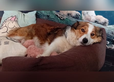 Wurf Ankündigung,  reinrassige Border Collie Welpen mit Papieren!!