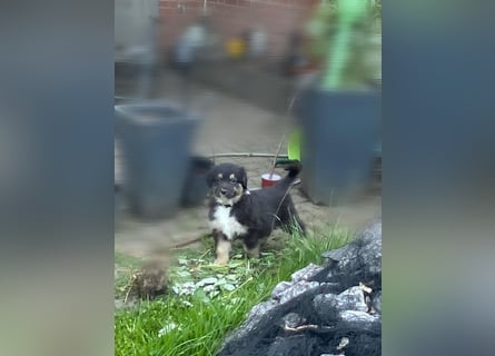 Diese süßen Australian Shepherd Fellnasen