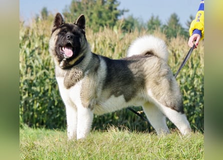 Echte reinrassige American Akita Welpen