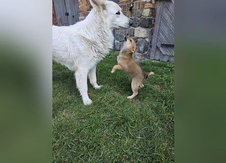 Shiba inu Welpen.   vom Haus Joe   ,Liebhaberzucht