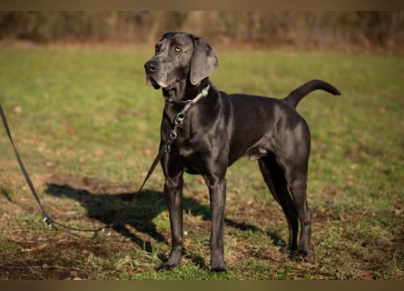 Joe Fritz - aktiver Familienhund - Tierhilfe Franken e.V.