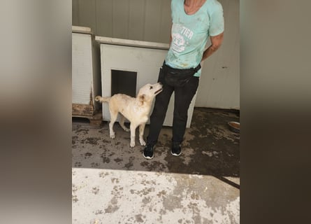 Casey: ein Schatz für die ganze Familie