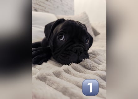 Wundervolle Bulldoggen-Welpen suchen ihr Für-Immer-Zuhause!
