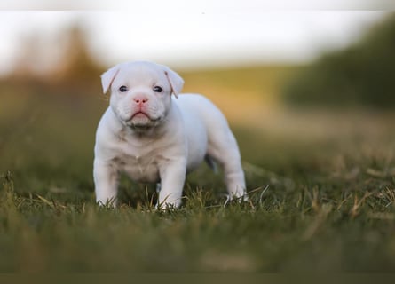 Unglaublich schöne American Bully Welpen!