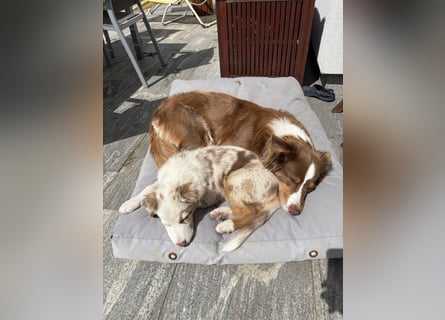 Missy 12 Wochen reinrassige Aussie Welpin