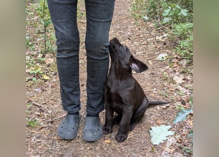 Wunderschönen Labrador Rüden
