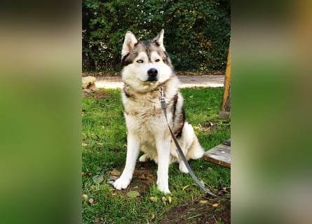 Husky Welpen 3 Rüden suchen ein Zuhause ab Mai
