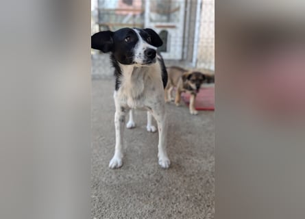 Powerpaket Laika, 1 Jahr, sucht ihresgleichen