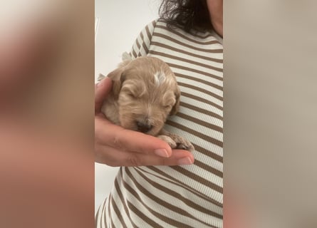 Goldendoodle F1bb Welpen -Liebevoll aufgezogen!