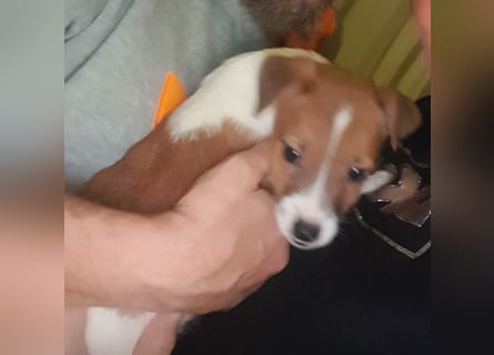Rüde Braun Weiß Parson Russell Terrier Welpen Bild und Video neu