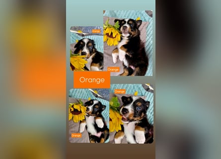 Australian Shepherd Wurfankündigung