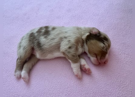 Red Merle Hündin, Australian Shepherd