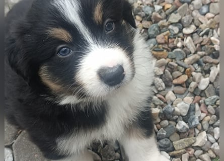 Border Collies Welpen