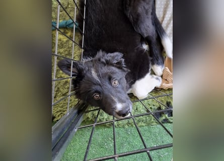 Border collie