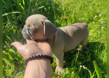 Reinsrassige französische Bulldogge Babys