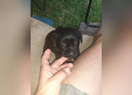 Labradorpuppies mit Papieren suchen ab Mitte Juli ein neues Zuhause