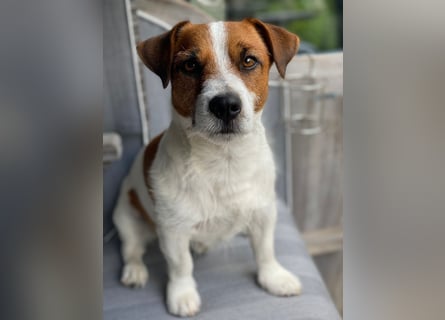 Jack Russell Terrier tricolor reinrassig