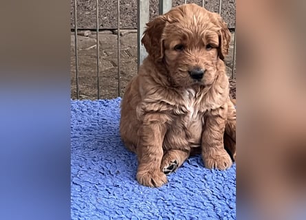 Goldendoodle mini Medium Doodle Abgabe an Pfingsten