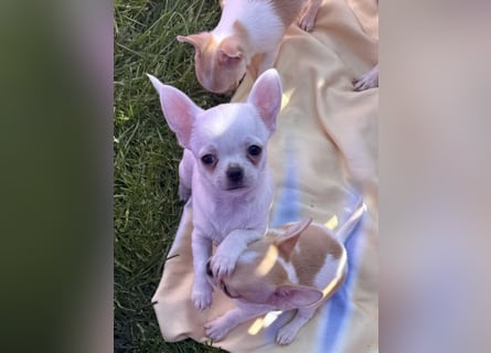 Chihuahua Rüden 9 Wochen alt mit Ahnentafel