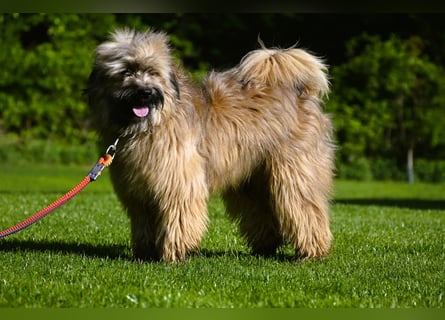 bezaubernde Tibet Terrier Welpen aus liebevoller Zucht dürfen Ende Juli ausziehen..