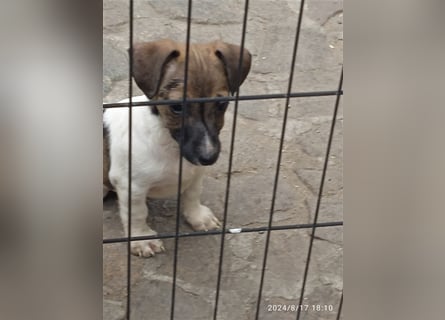 Jack Russell Terrier HÜNDIN mit CHIP/Eu-Pass AB SOFORT