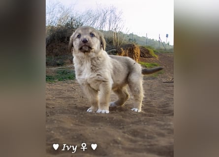 Ivy (angefragt) und Clyde suchen ein Zuhause