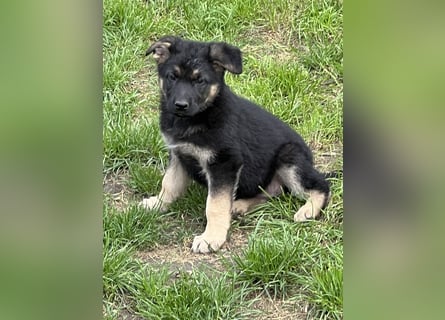 Deutscher Schäferhund Welpen