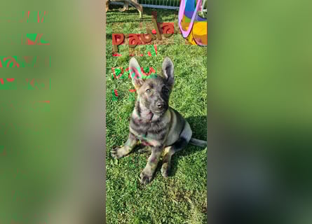 Reinrassige Schäferhund Welpen mit SV Papieren