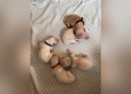 Golden Retriever Welpen