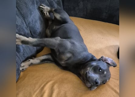 Süße Labradorwalmaraner/ American bully (pocket) Mix