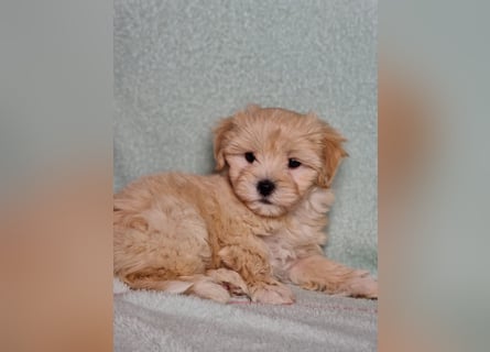 Maltipoo welpe rüde