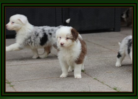 Australian Shepherd - Traumwelpen -KEINE Arbeitslinie-aus langjähriger Familienaufzucht.